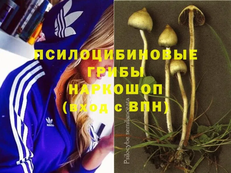 Псилоцибиновые грибы Cubensis  где купить наркоту  Ак-Довурак 